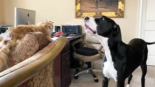 Funny Great Dane & Cat Argue About Their Favorite Chair - The Furry Bickersons