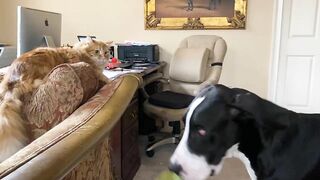 Funny Great Dane & Cat Argue About Their Favorite Chair - The Furry Bickersons