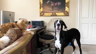 Funny Great Dane & Cat Argue About Their Favorite Chair - The Furry Bickersons