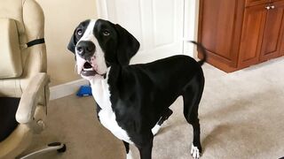 Funny Great Dane & Cat Argue About Their Favorite Chair - The Furry Bickersons