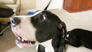 Funny Great Dane & Cat Argue About Their Favorite Chair - The Furry Bickersons