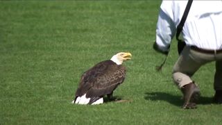 The bald eagle decided to make Paxton its landing spot