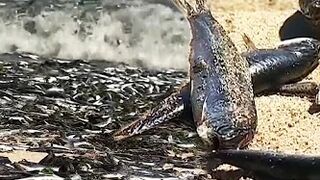 Thousands of Dead Fish Turn Up on Chilean Beach