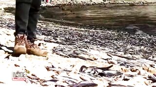 Thousands of Dead Fish Turn Up on Chilean Beach