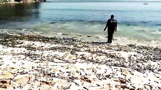 Thousands of Dead Fish Turn Up on Chilean Beach