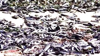 Thousands of Dead Fish Turn Up on Chilean Beach