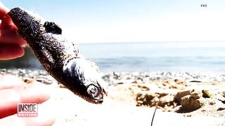 Thousands of Dead Fish Turn Up on Chilean Beach