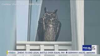 A mission of mercy for injured Great Horned Owl in Orange Beach