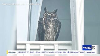 A mission of mercy for injured Great Horned Owl in Orange Beach