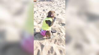 The monkey who goes to the beach to play for the first time is so excited