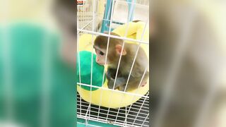 The monkey who goes to the beach to play for the first time is so excited