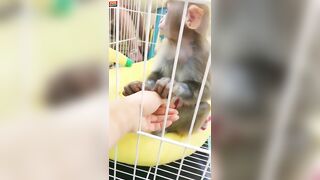 The monkey who goes to the beach to play for the first time is so excited