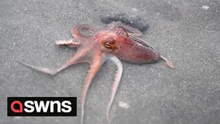 Videos shows octopus washed up on the beach after recent storms | SWNS