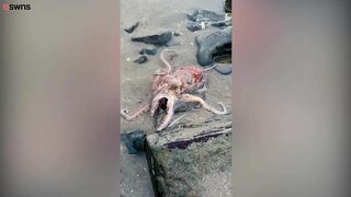 Videos shows octopus washed up on the beach after recent storms | SWNS