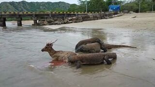 Komodo Dragon catches deer alive on the beach