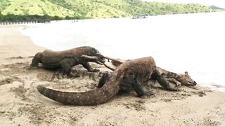 Komodo Dragon catches deer alive on the beach