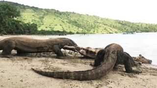 Komodo Dragon catches deer alive on the beach