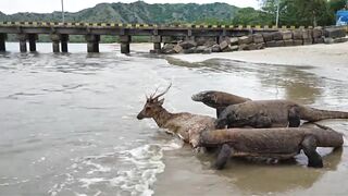 Komodo Dragon catches deer alive on the beach