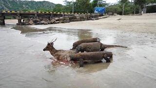 Komodo Dragon catches deer alive on the beach