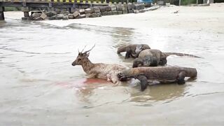 Komodo Dragon catches deer alive on the beach