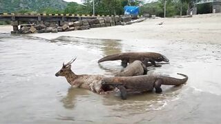 Komodo Dragon catches deer alive on the beach