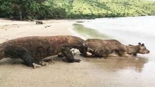 Komodo Dragon catches deer alive on the beach