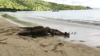 Komodo Dragon catches deer alive on the beach