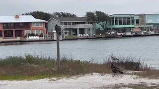 Rockport Beach Winter Wildlife