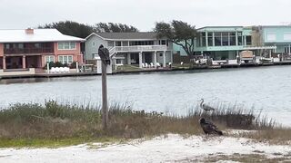 Rockport Beach Winter Wildlife