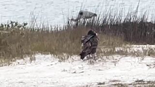 Rockport Beach Winter Wildlife