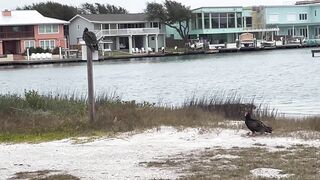 Rockport Beach Winter Wildlife