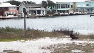 Rockport Beach Winter Wildlife