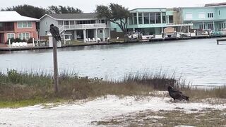 Rockport Beach Winter Wildlife