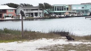 Rockport Beach Winter Wildlife