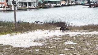 Rockport Beach Winter Wildlife