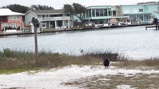 Rockport Beach Winter Wildlife