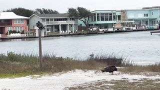 Rockport Beach Winter Wildlife