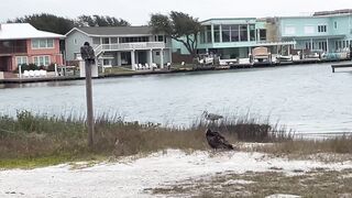 Rockport Beach Winter Wildlife