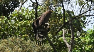 1110601 The crested serpent eagle stretching and call.