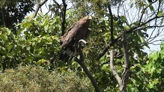 1110601 The crested serpent eagle stretching and call.