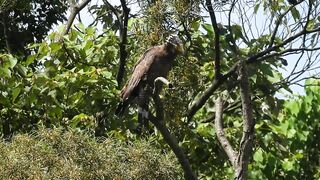 1110601 The crested serpent eagle stretching and call.