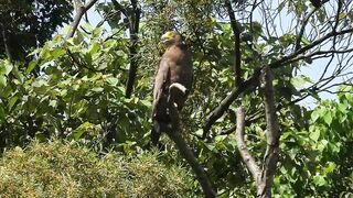 1110601 The crested serpent eagle stretching and call.