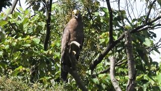 1110601 The crested serpent eagle stretching and call.