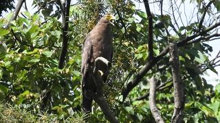 1110601 The crested serpent eagle stretching and call.