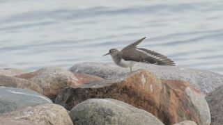 Sandpiper Stretching - Northern Sweden Wildlife Yoga