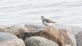 Sandpiper Stretching - Northern Sweden Wildlife Yoga