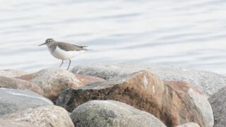 Sandpiper Stretching - Northern Sweden Wildlife Yoga