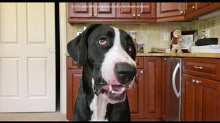 Funny Great Dane Puppy Loves To Chomp On Ice Cubes