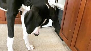 Funny Great Dane Puppy Loves To Chomp On Ice Cubes