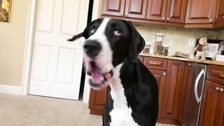 Funny Great Dane Puppy Loves To Chomp On Ice Cubes